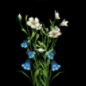 White Flax Flower.png