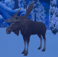 Sven the moose