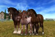 Horses-3.jpg