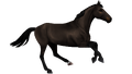 1668445259-breed-belgian-warmblood-gallop-dark-bay.png