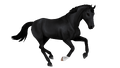 1668445219-breed-belgian-warmblood-canter-black.png