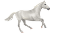 1668445263-breed-belgian-warmblood-gallop-white.png