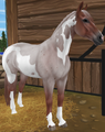 Red Roan Pinto