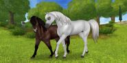 New model Arabian (Left) and Icelandic Horse (Right) advertising Star Rider offer