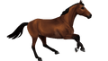 1668509383-belgian-warmblood-coat-color-allan.png