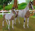 Buckskin Tobiano